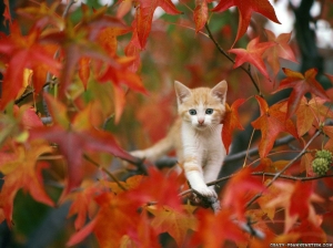 cat-in-autumn-wallpaper